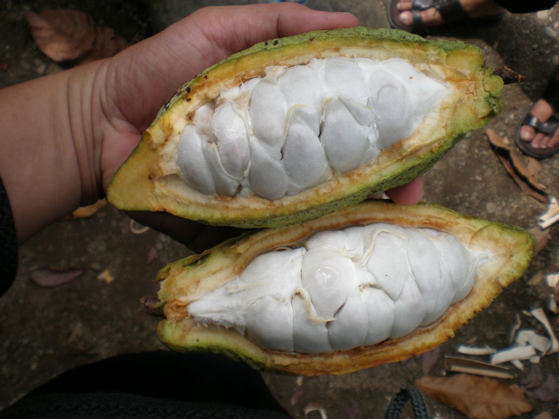 Cacao pods image (002)