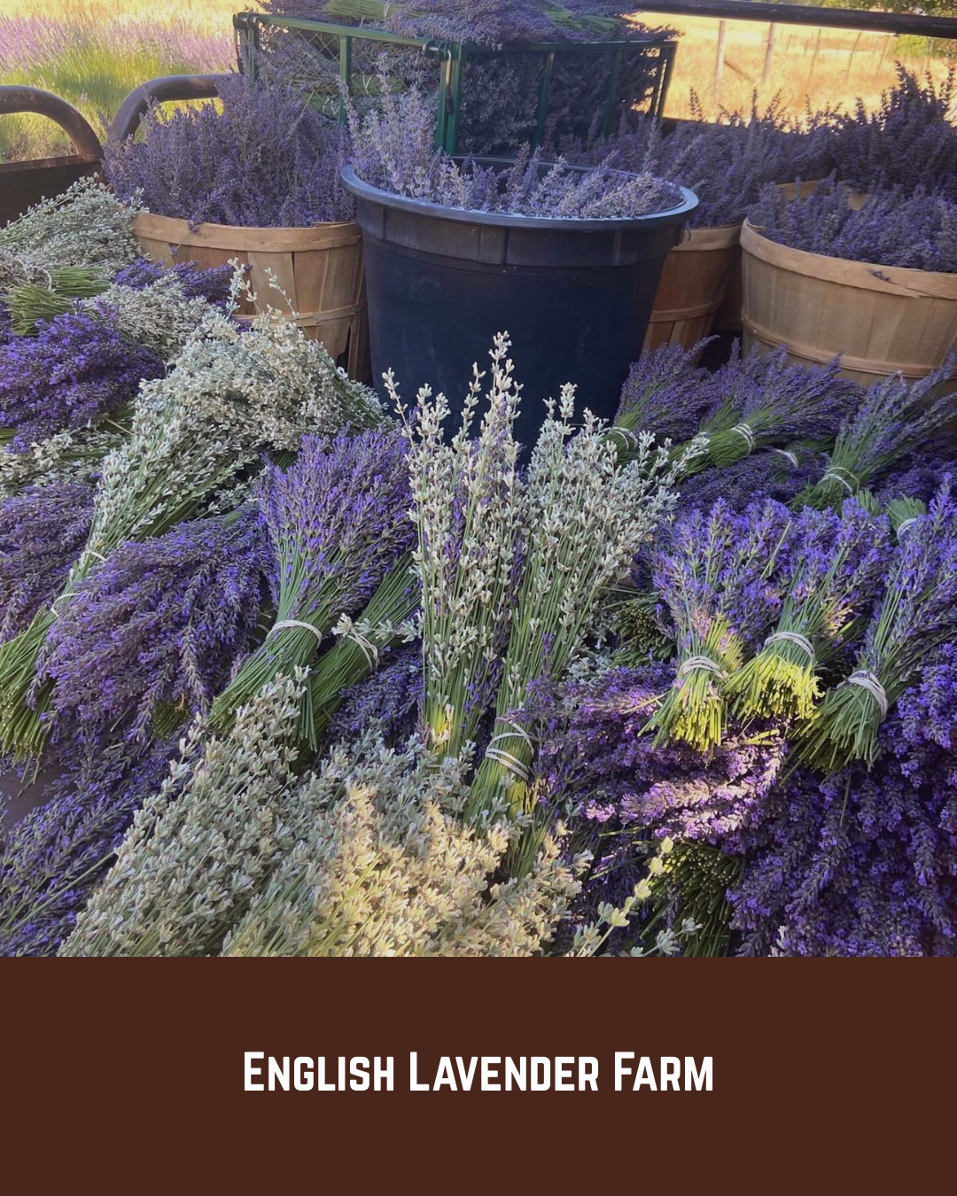 English Lavender Farm